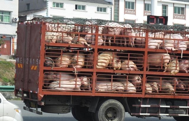 猪肉 今日猪价“跌穿”10元?专家:猪肉价格二季度止跌反弹