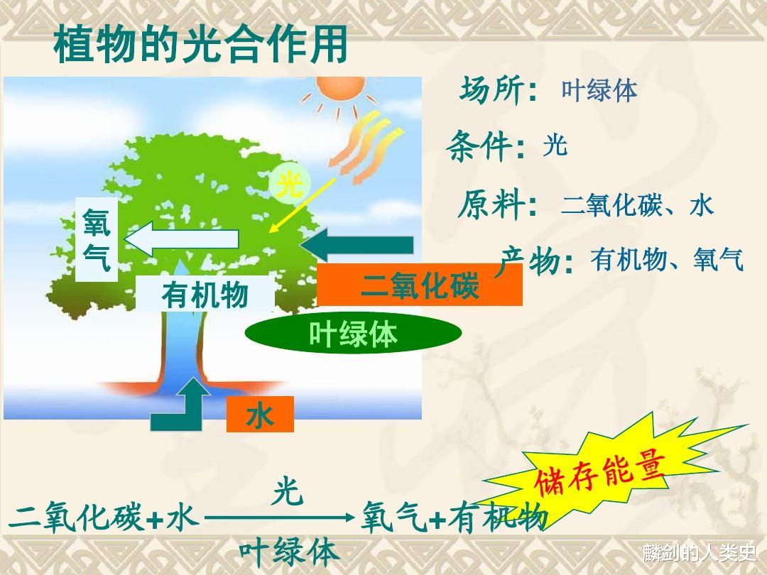 【地球生物全系列——植物篇】植物界概述(四)