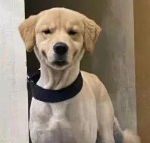 美容师|千万不要相信Tony老师的“创意”,不然…噗哈哈哈