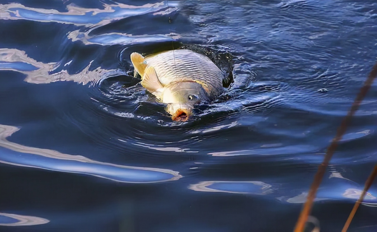 饵料|垂钓中是否存在档口问题？怎么个档口法？咋避免？一次说个明白