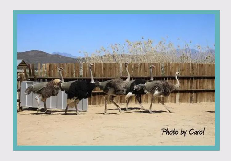 MINI迷你绿植控必备的桌面植物