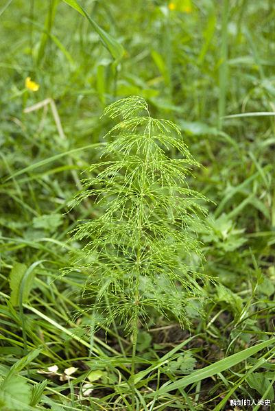 紫金山天文台|【地球生物全系列——植物篇】节蕨门—木贼目