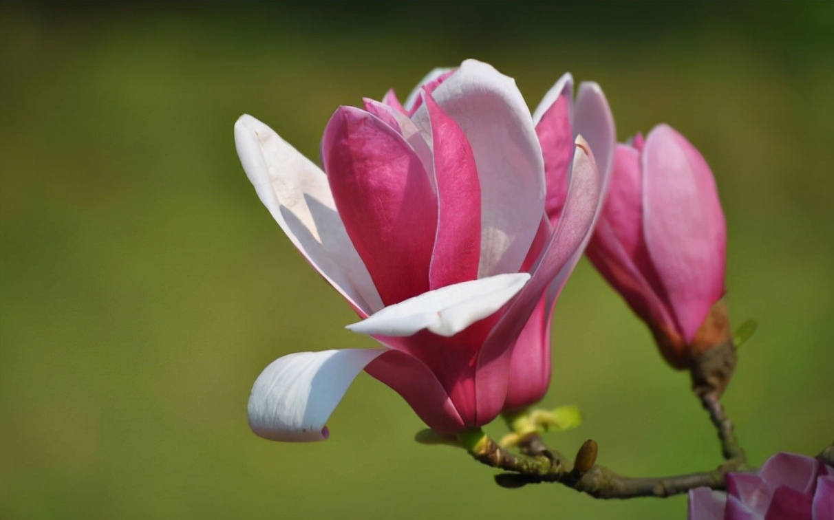 情蜚蜚|想要走桃花运，不妨试试这三招