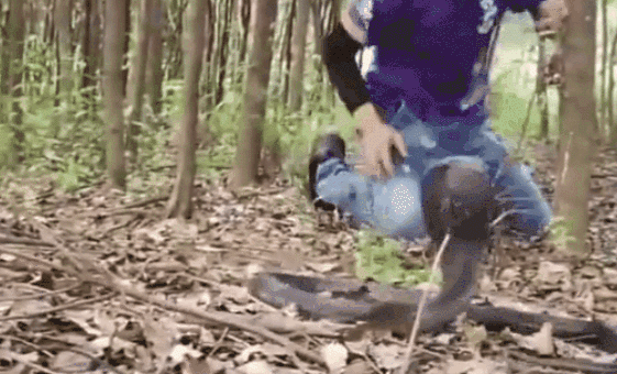 眼镜王蛇 我国眼镜蛇是什么蛇?能与眼镜王蛇抗衡?看看它真正的实力