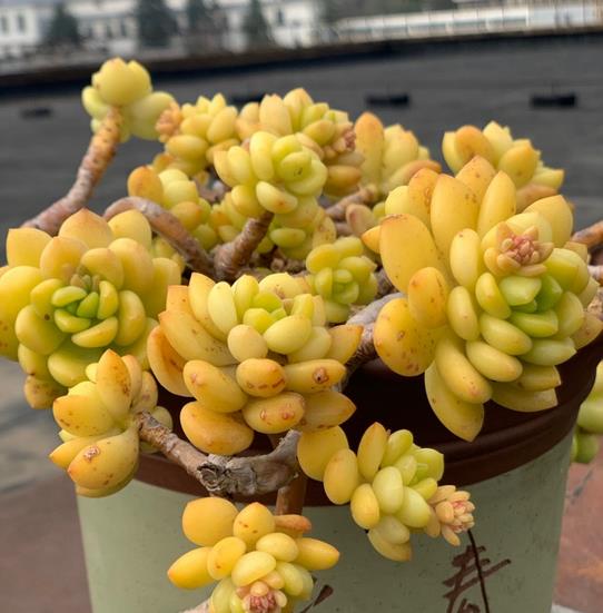 植萌|春萌不但小巧可爱，易养，还能培养成悬挂的老桩