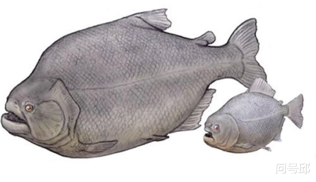 食人鱼 12个食人鱼的事实：让你深入了解这种可怕的鱼也有温柔的一面