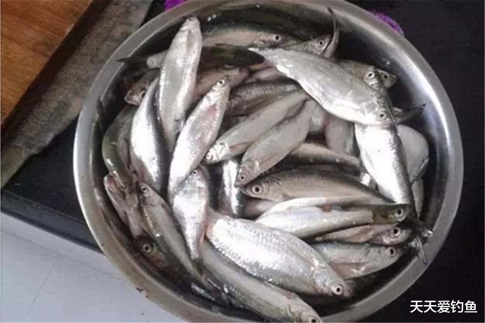 蜘蛛|童年钓鱼乐趣，共鸣很多，只能感叹：回不去的小时候！