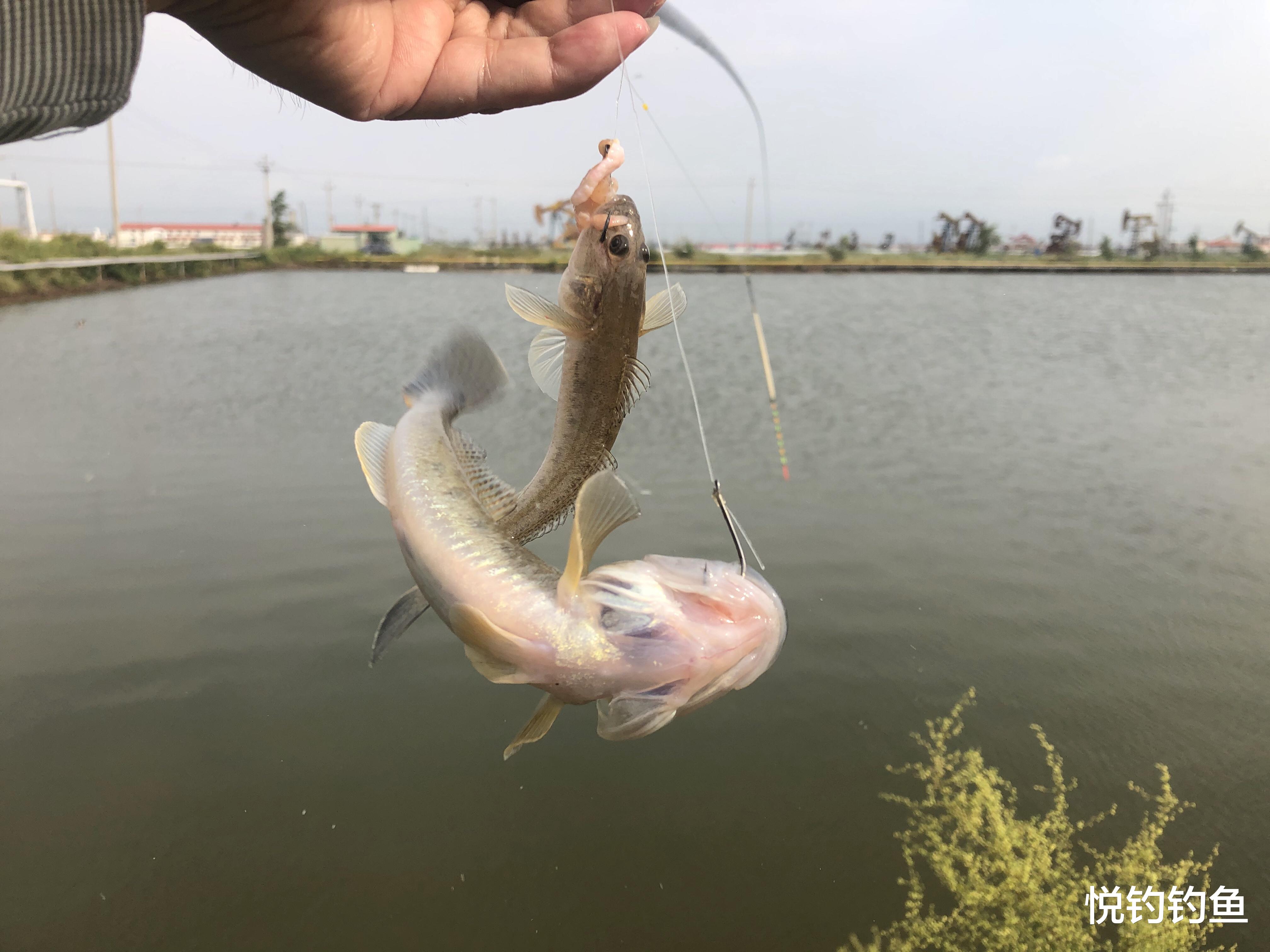 昆虫|今年的楞巴鱼咬口季，我还是溜达钓，这一箱子鱼获真过瘾