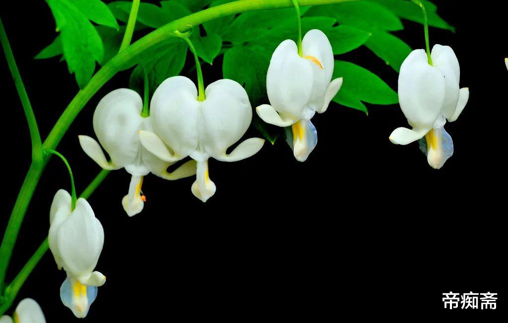 帝痴斋 洛阳牡丹花国色