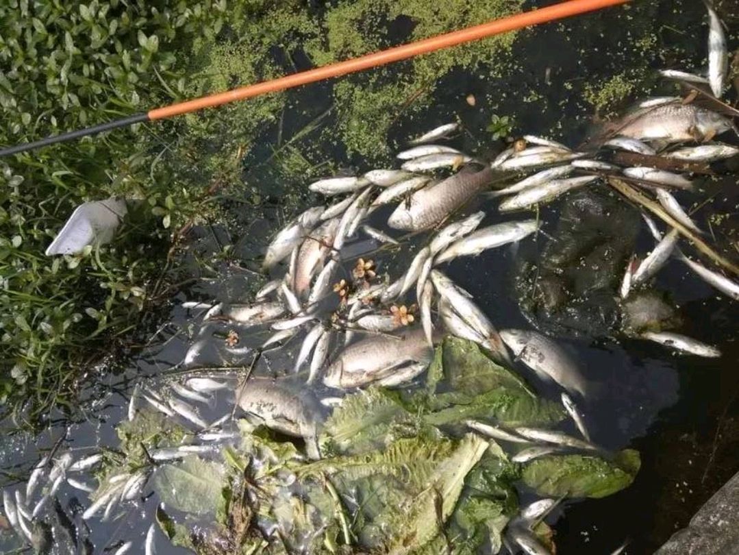 |钓鱼人纷纷议论,全国多地都在禁钓,为何鱼类杀手没人管管?