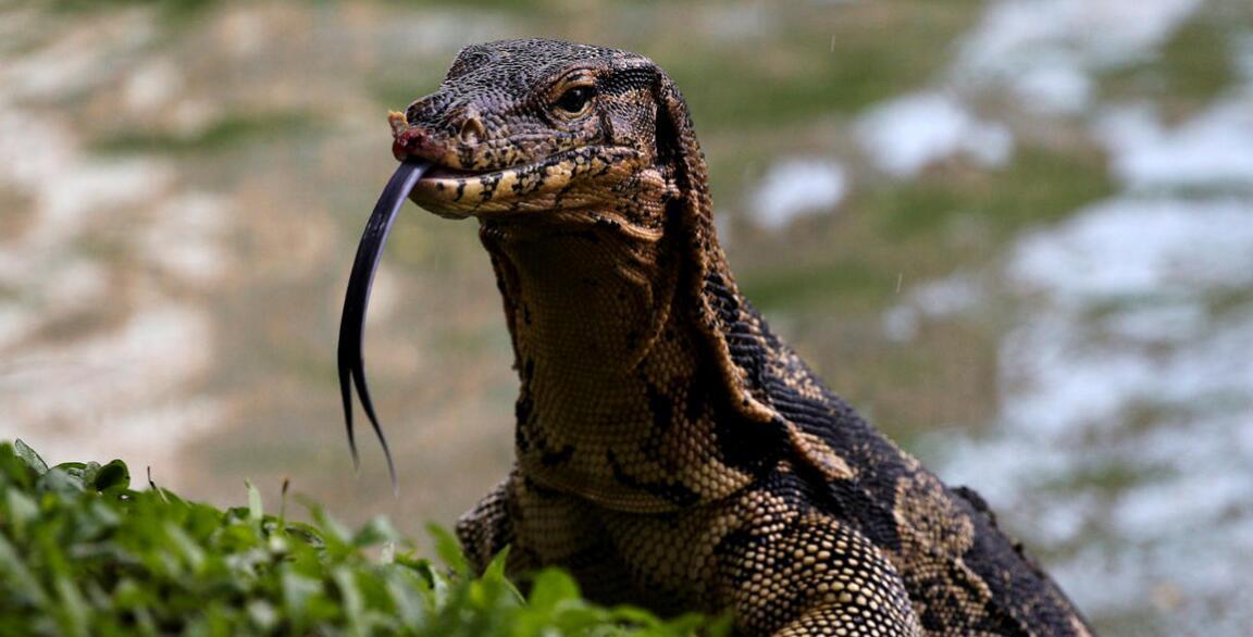  被“神话”的科莫多巨蜥：现存最大的蜥蜴，其真正实力到底如何？