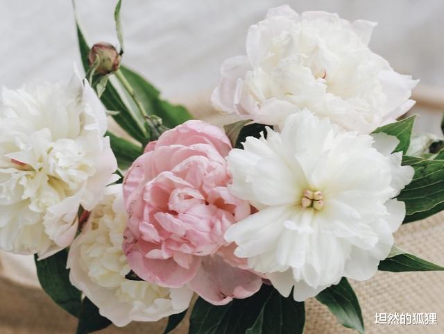 坦然的狐狸|让男人放不下的，往往不是“难追”的女人