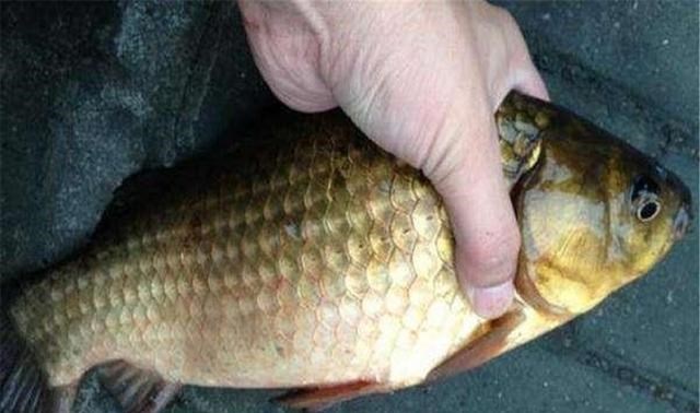 |窝里有鱼不咬钩？可能这5个地方有问题，钓鱼时不妨排查一下