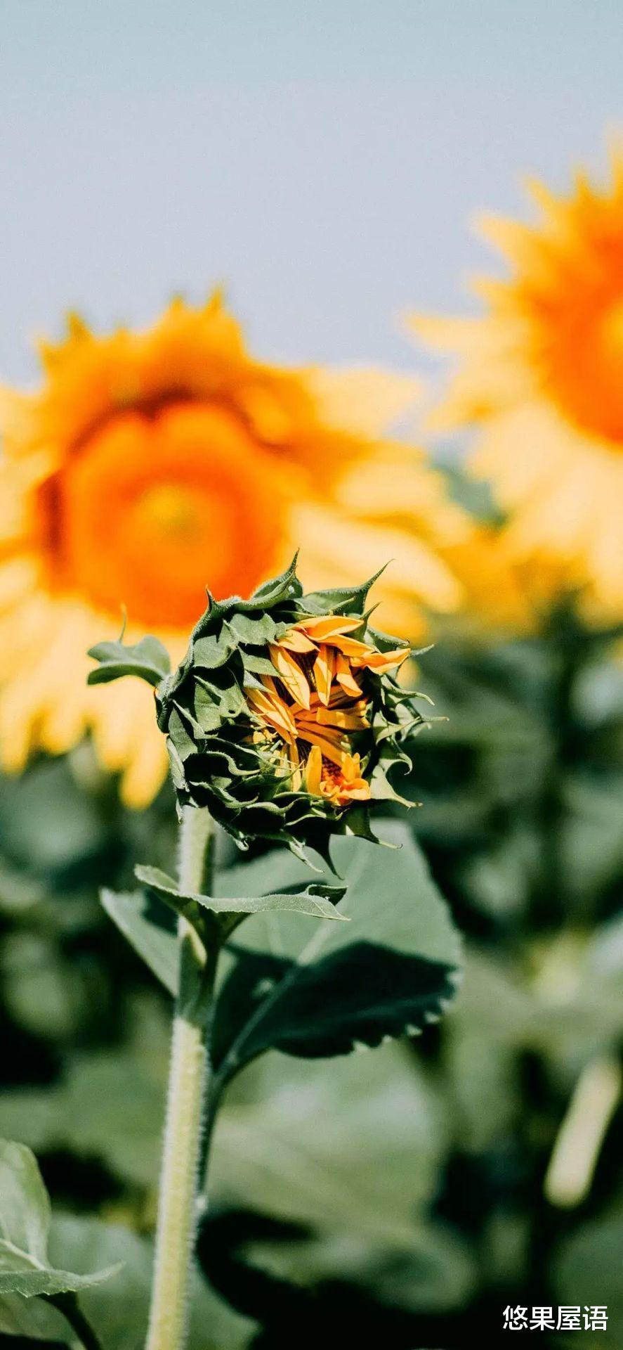 天蝎座|2021年，在职场当中，会感受到压力的3个星座