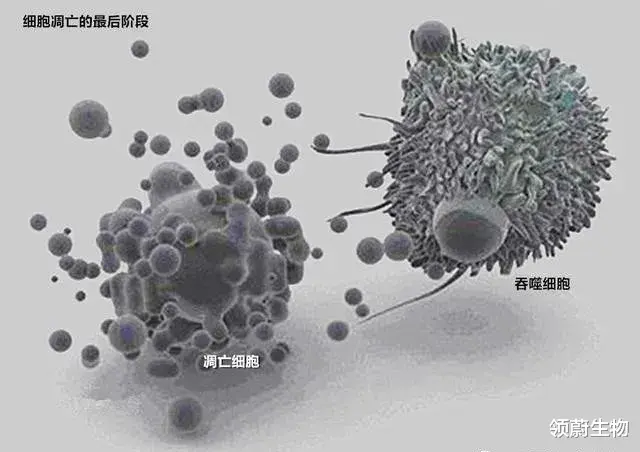 领蔚生物 最新科研结果：人体每秒更换380万个细胞