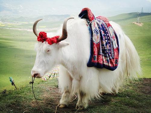 棕熊 喋血唐古拉