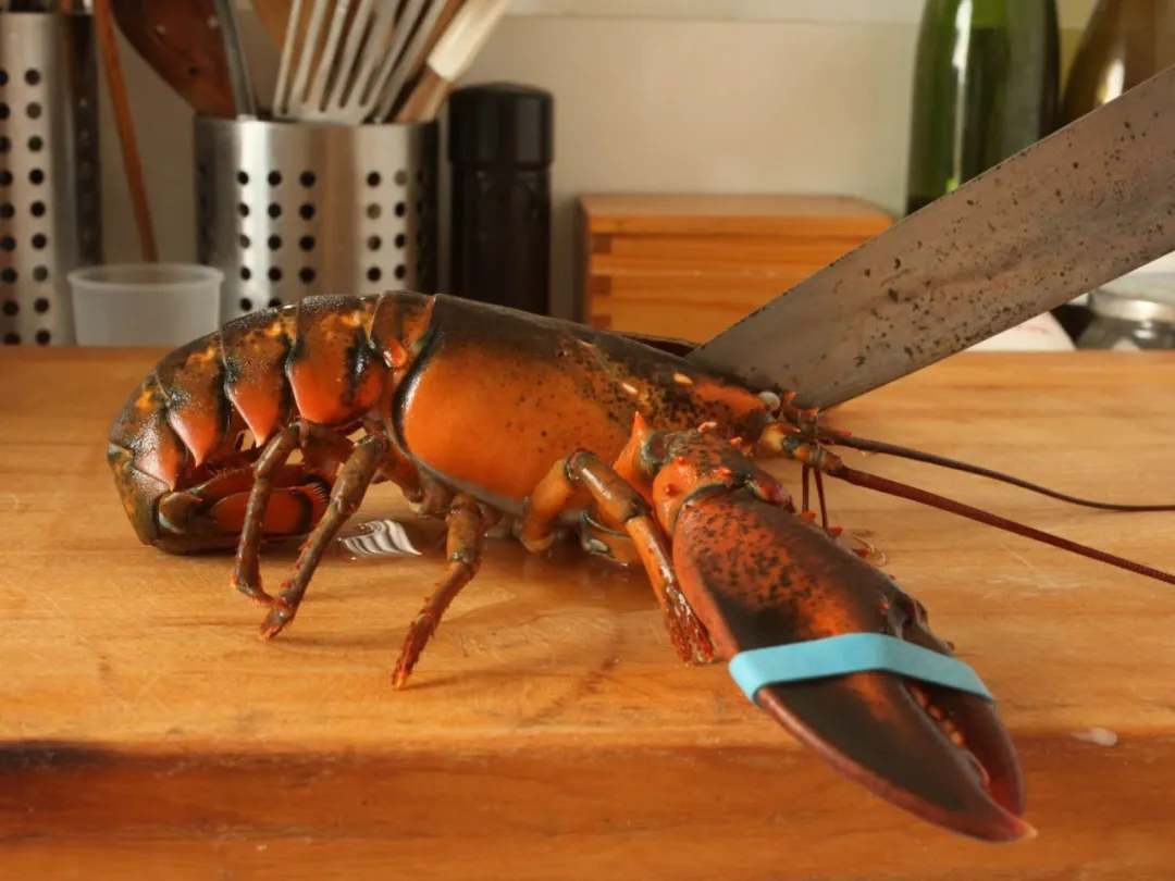 怕龍蝦疼！英國計劃禁止烹煮活龍蝦螃蟹。英國網友和廚師們這次一致贊同瞭-圖10