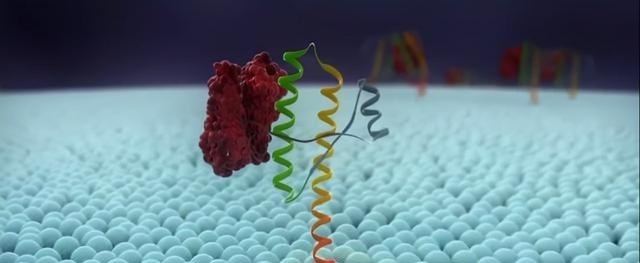 朊病毒 致死率100%的病毒，感染者在癫狂中死去，是上帝对同类相食的惩罚