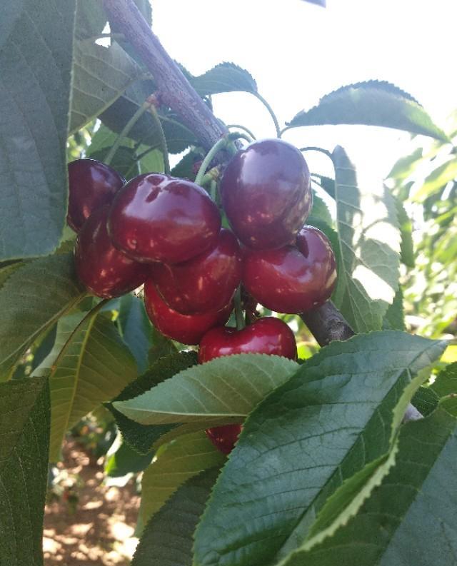 小方说健康|时令新鲜的水果泡酒后有保质期吗？