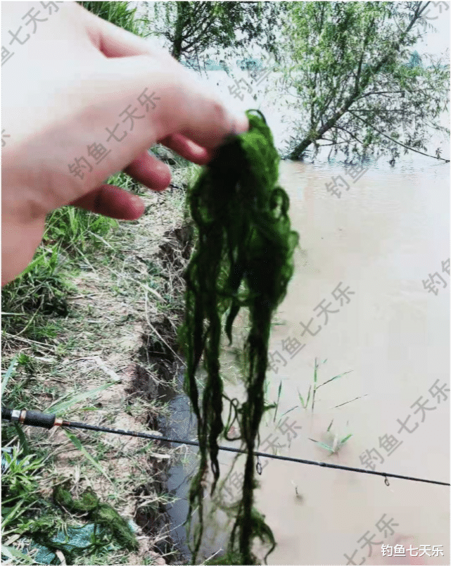 |标题 3黄河下游“绿藻”大爆发，钓鱼人：太痛苦了，一竿能钓好几斤