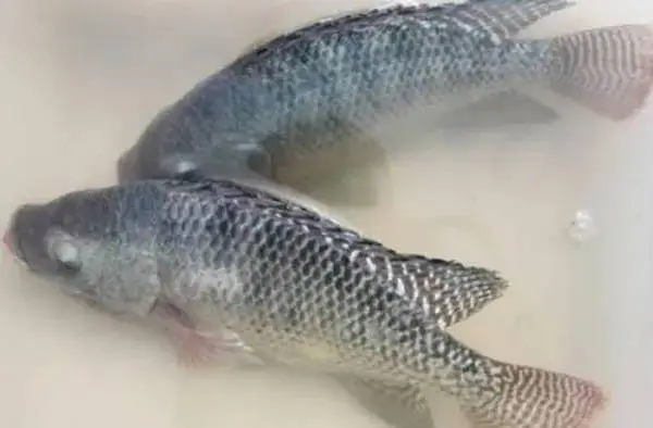 气温逐渐降低,鱼类患上水霉病的几率大大增加,如何预防?