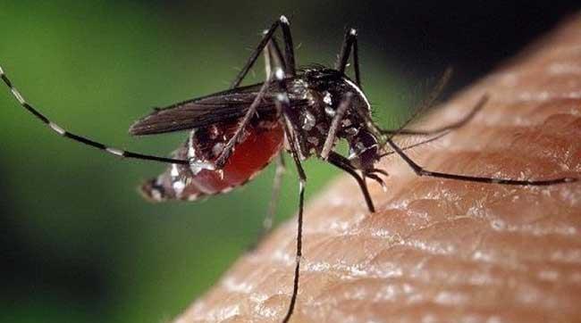 蚊子 千百年来，人类与蚊子的斗争从未间断，蚊子的存在到底有何意义