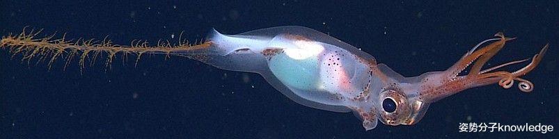 设计师 奇葩，深海的另类乌贼，身后长着一根“矛”