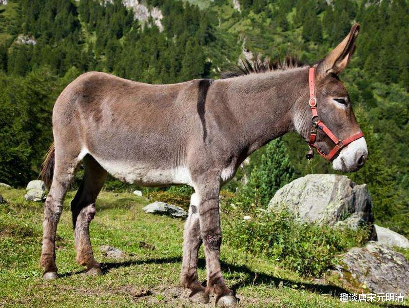 染色体 骡子不能生育下一代,怀孕必死?不要被骗了,骡子有隐藏技能