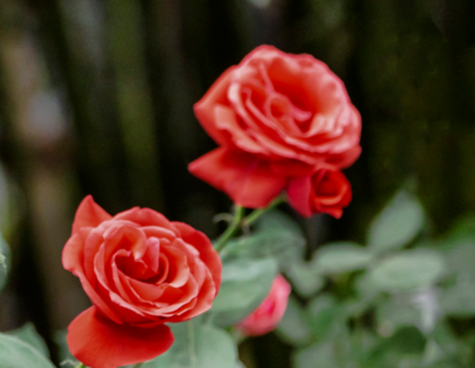 本人讲星座|8月底，越是逞强，心越是苦闷，3星座邂逅旧情人，期待破镜重圆