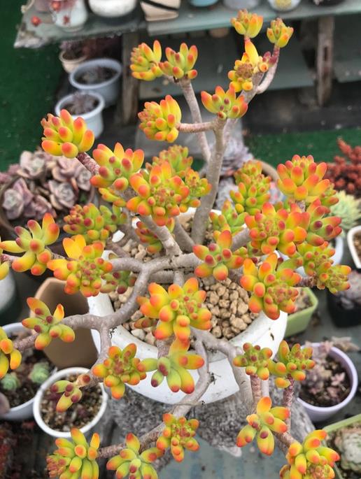 植萌|头一次见这么漂亮的八千代，5点做好，也能培育出好状态