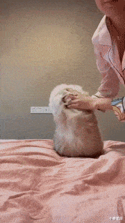 小秦星座|搞笑GIF：本来是个小狗狗，戴上面具变成小猫咪。