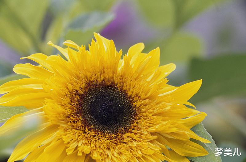 梦美儿|心里不安分的人，是婚姻的隐患