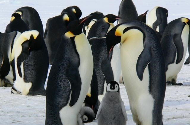 为什么没有北极企鹅？19世纪放养北极的69只企鹅，结局如何？