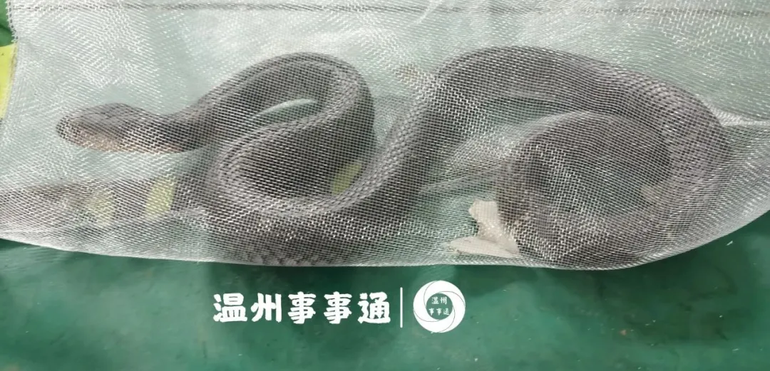 温州吃玩圈 头皮发麻！温州一居民家中惊现毒蛇！