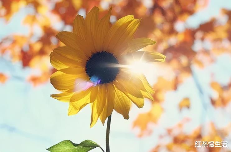 |无寿者相：过好每一天，不必计较生命的长短