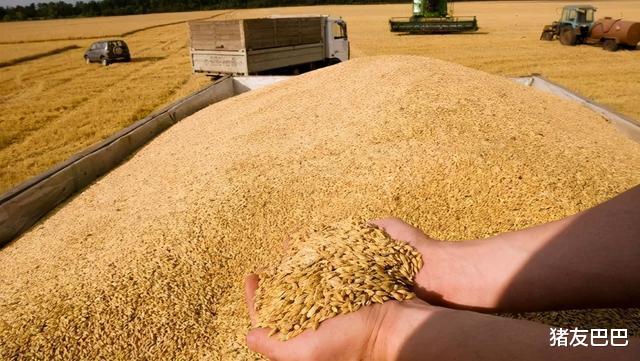 生猪价格 猪价、粮价预警：6月3日，今天玉米、小麦、生猪价格已更新！