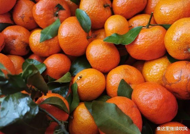 买砂糖橘,有叶子和没叶子选哪种好?老果农说漏嘴:以后别瞎买