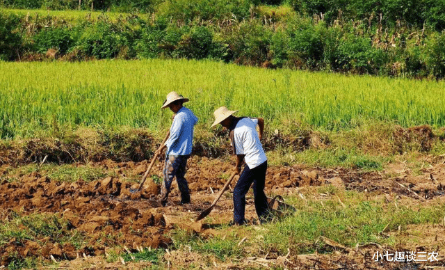 小七趣谈三农 可别再错过时间了!2021年有3项惠农补贴可领,农民朋友注意了