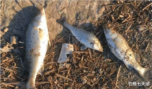 江苏省|一条鱼还没钓到，结果就被抓了！江苏这名钓鱼人到底冤不冤？