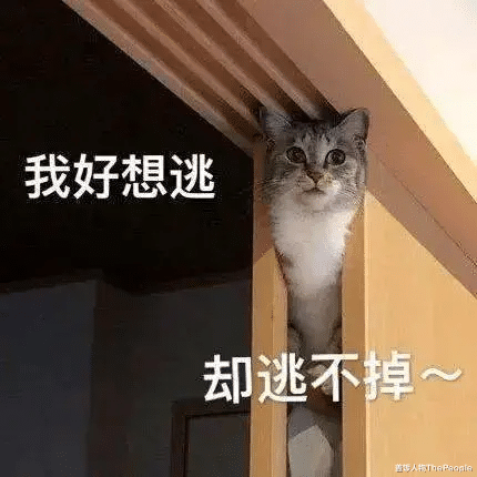 杨紫|明星校园生活大不同！AB一周10块钱，郑恺开豪车上学，杨紫接地气