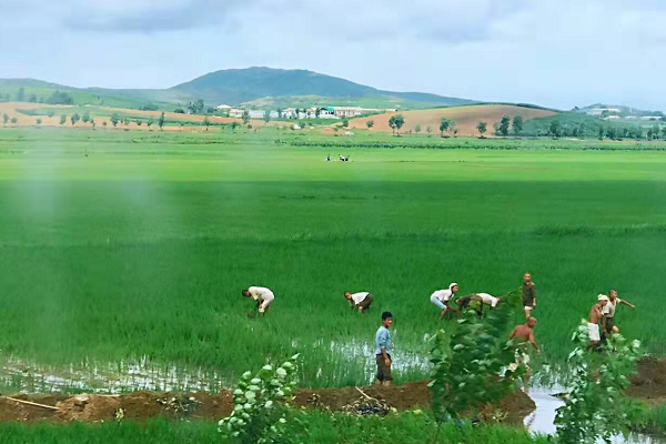 医疗保险 朝鲜农村真实模样，百姓日常生活有多艰辛？为何不去城市里打工？