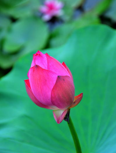 星临天下 11月上旬，吉星照耀，4属相贵人相助，桃花朵朵，日子顺心如意