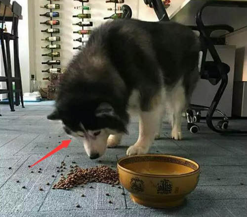 舜网 二哈不吃主人准备的食物，居然偷偷跑去找隔壁的大金毛