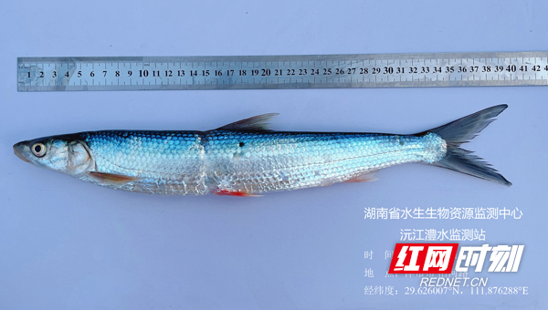 意外事故|湖南澧水发现珍稀鱼类鳤, 网友: 终于为手中白条找到失散多年的兄弟