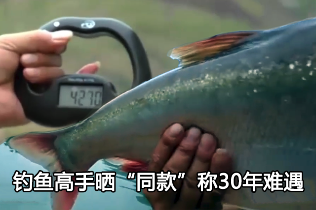 聊通社 山东聊城，小河沟捕获特大野生鱼，一看鱼尾颜色，网友：赶紧放生