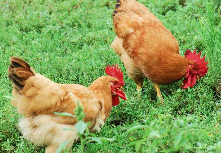 舜网 你有听过:男怕磨,女怕缠;鸡怕撵,狗怕舔?真的是这样吗?