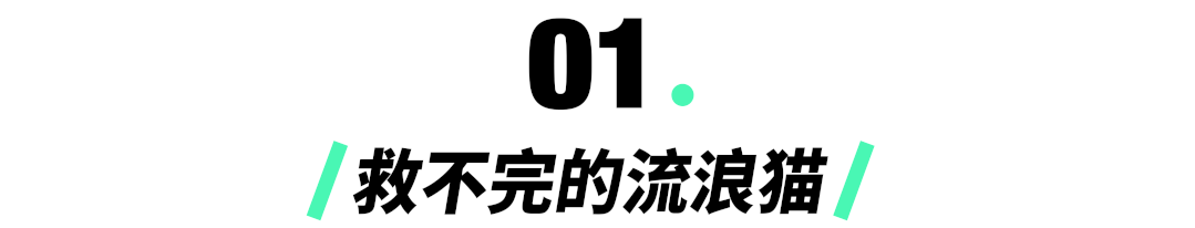 案件通报 流浪猫泛滥成灾，女子为2000多只流浪猫做绝育，花光50万积蓄