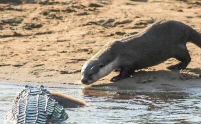  为啥说水獭是鳄鱼的天敌？所谓一物降一物，摄影师拍下全过程！
