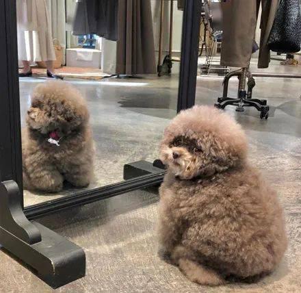 王俊凯|当明星们与动物撞脸，猫系的李易峰又萌又无辜，最后2个是怎么回事？