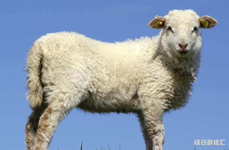 生肖|既有毅力又有耐心的4个生肖，迟早能熬出头，好事多磨